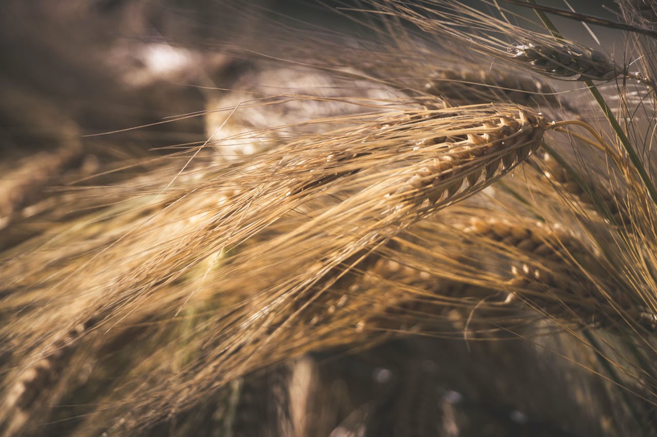 Close-up of golden wheat stalks in a field at sunset, capturing the essence of harvest season.