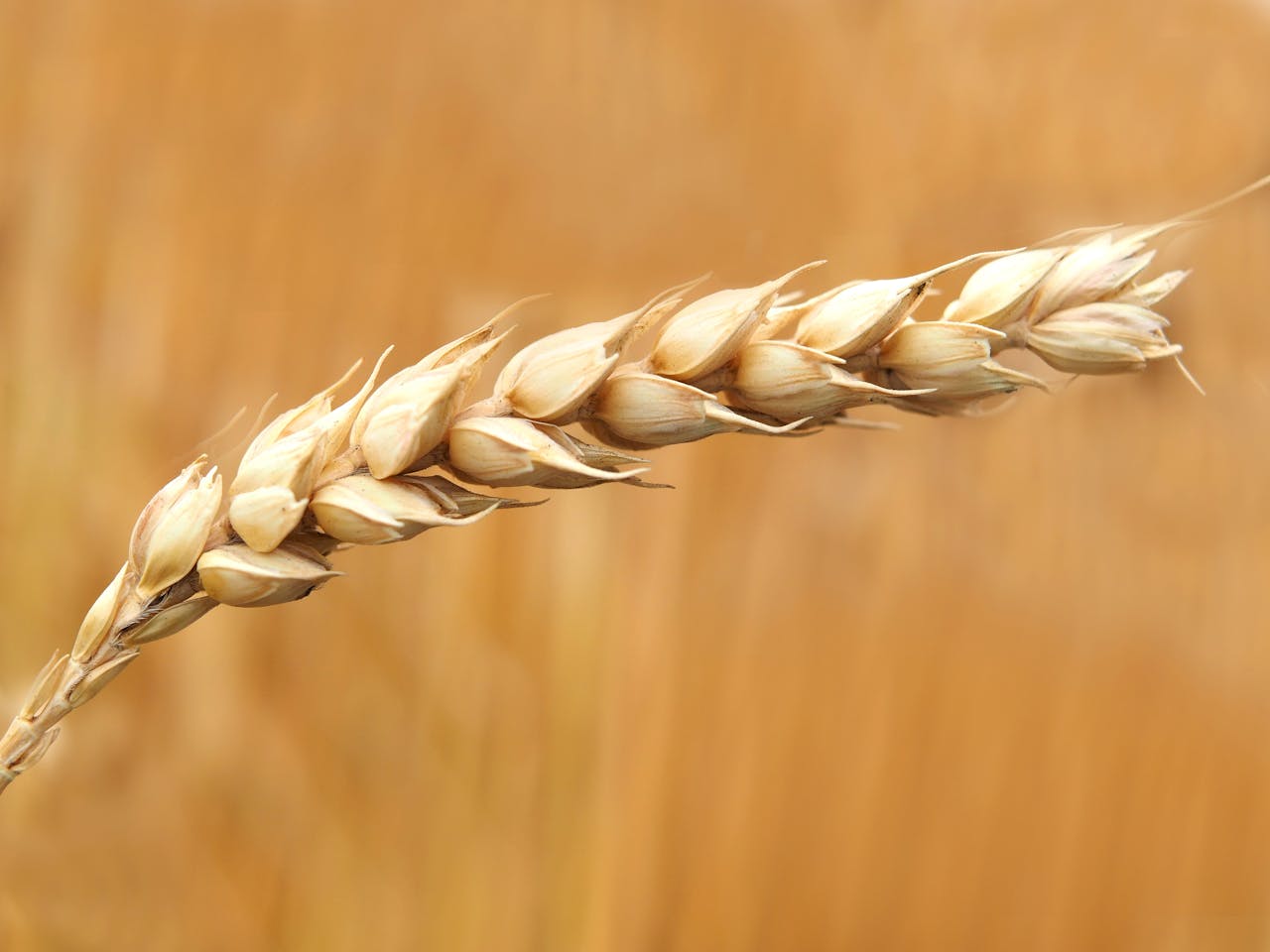 A detailed macro shot of a wheat ear in a sunlit field, highlighting agriculture.